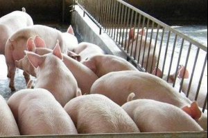 夏季高温对各阶段猪都会造成什么影响？该如何