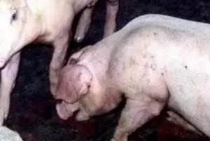 猪呼吸系统疾病病因复杂，指望单一措施防控本