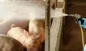你犯过同样的错误吗？--解密猪病治疗中常见的
