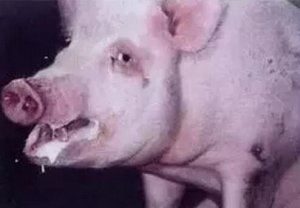 猪地方流行性肺炎的发病率和猪最大肺脏病变指