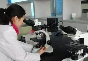 猪病抗体检测问题解析：抽样数？检测项目？费