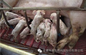 仔猪母源性腹泻原因分析及防控措施