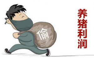 养猪业的隐形扒手｜霉菌毒素对养猪业的危害