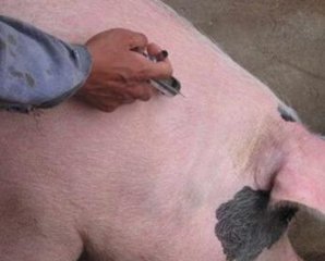 为什么有的猪会“打针就死”？