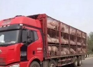 用这7种方法，猪场常见混淆病易诊断