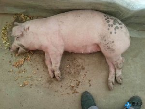 【技术】小猪急性倒地死亡的原因及防治措施