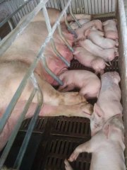 炎炎夏日猪场问题多！母猪采食量降低，奶水不