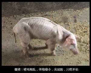 导致猪消瘦的几种疾病的临床症状与诊断
