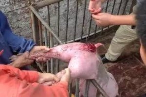 腹泻、咳嗽易造成冬春季猪脱肛 猪脱肛的预防