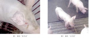 猪的“花耳朵”是这么回事？