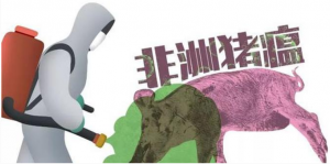 20年经验兽医为您解答非洲猪瘟！