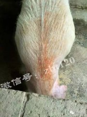 这几种病都有同一相似症状，千万别搞错了！