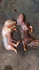 造成母猪产死胎的7个原因，你都知道吗？