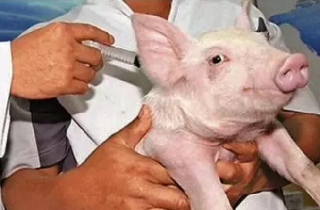 如何处理猪对疫苗的过敏现象？