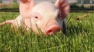 血的教训！非瘟发生场易犯的10个错误