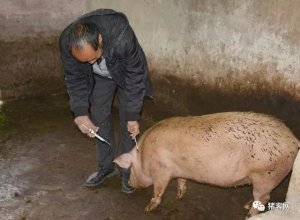 养猪人遇到就头疼的母猪流白带，居然靠这个方