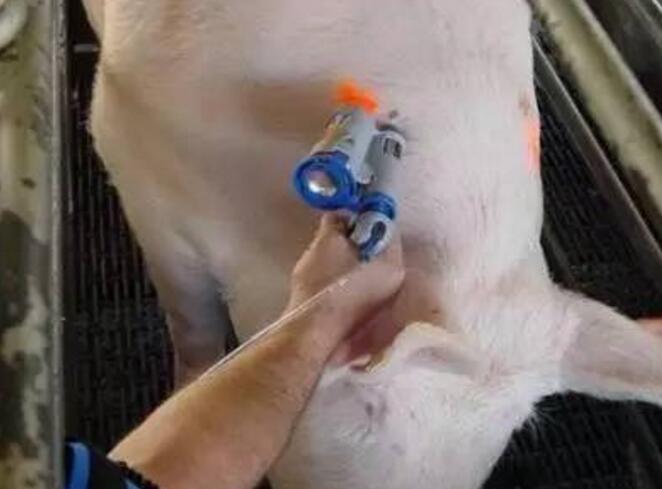 猪疫苗接种，我们只能把它看作是一种权宜之计