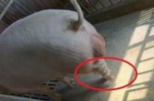 干货！猪急性肌肉风湿病的综合防治措施