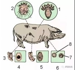 如何判断猪患寄生虫病以及如何驱虫？