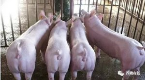 【技术】秋季常见的9大猪病及其防控策略