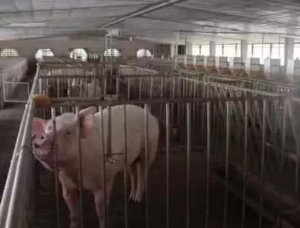 别因治病而致病，看看别人养猪都犯了哪些错？