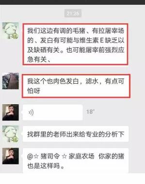中国养猪网