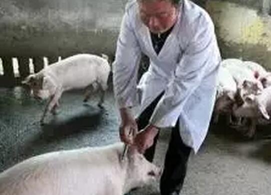 猪用疫苗的选择和评选标准，如何选择用水佐剂