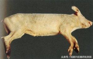 猪黄疸、呕吐可能是发生黄曲霉毒素中毒