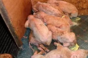 我对初生仔猪流行性腹泻的具体防控措施