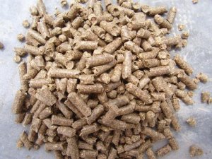 樊福好：饲料是传播非洲猪瘟的重要途径