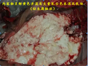 猪腹泻系列之传染性胃肠炎的症状及防治措施