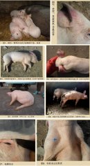 干货：22张图解这种猪“耳蓝” 准确诊断、快