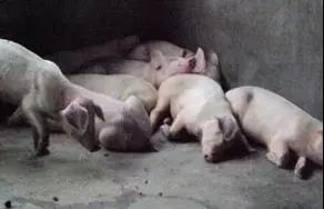 造成猪站立困难的主要原因有哪些？如何治疗？