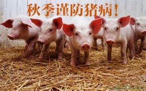 秋季四种常见的猪病